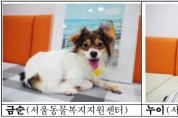 서울시, 유기동물 입양시 안심 동물보험가입비 지원
